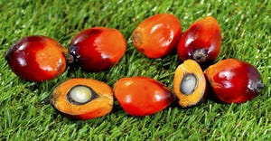 BASF to Offer Certified Sustainable Palm Oil for Cosmetics